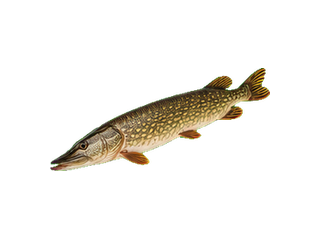 Pike